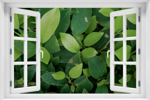 Fototapeta Naklejka Na Ścianę Okno 3D - Conservation of environment concept. Green leaf texture.