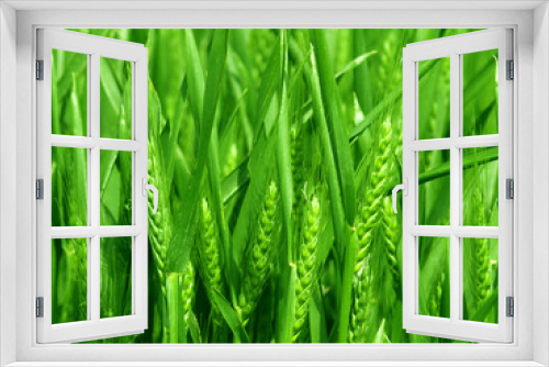Fototapeta Naklejka Na Ścianę Okno 3D - Green wheat detail