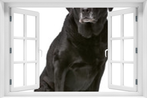 Fototapeta Naklejka Na Ścianę Okno 3D - Eleven years old black Labrador