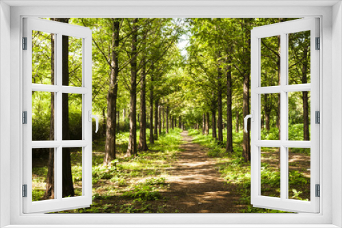 Fototapeta Naklejka Na Ścianę Okno 3D - woodland path
