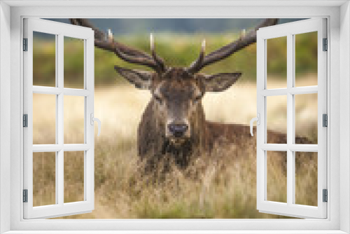 Fototapeta Naklejka Na Ścianę Okno 3D - Red Deer 