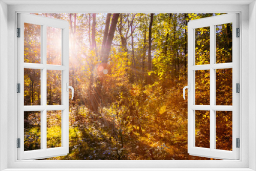 Fototapeta Naklejka Na Ścianę Okno 3D - Sunny Day In Autumn Sunny Forest Trees. Nature Woods,  Sunlight 