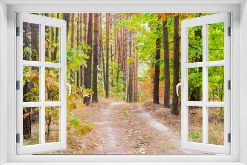 Fototapeta Naklejka Na Ścianę Okno 3D - Footpath in the pine forest autumn