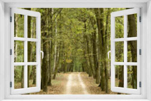 Fototapeta Naklejka Na Ścianę Okno 3D - Jesienne lasy