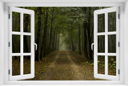 Fototapeta Naklejka Na Ścianę Okno 3D - Jesienny las