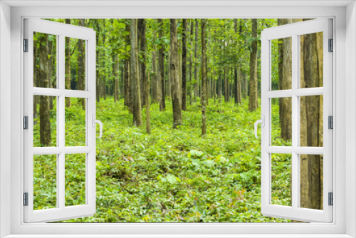 Fototapeta Naklejka Na Ścianę Okno 3D - beautiful green forest - view inside of the forest