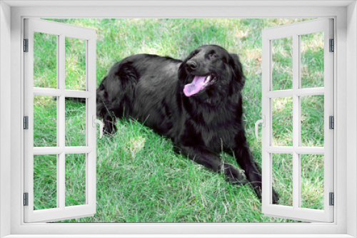 Fototapeta Naklejka Na Ścianę Okno 3D - Portrait of big black dog over green grass background