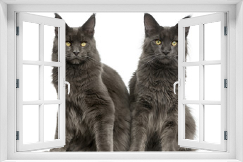 Fototapeta Naklejka Na Ścianę Okno 3D - Two Maine Coons in front of a white background