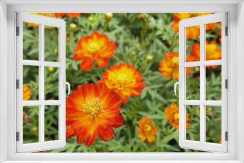 Fototapeta Naklejka Na Ścianę Okno 3D - closeup orange cosmos flower