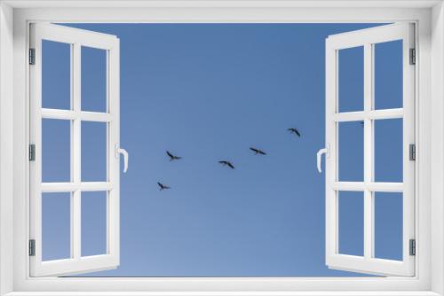Fototapeta Naklejka Na Ścianę Okno 3D - Zugvögel