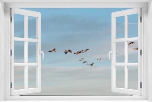 Fototapeta Naklejka Na Ścianę Okno 3D - Sandhill Cranes in Flight