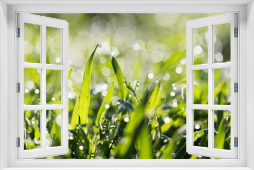Fototapeta Naklejka Na Ścianę Okno 3D - dew drops on green grass in nature
