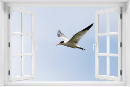 Fototapeta Naklejka Na Ścianę Okno 3D - seagull in flight in the sky
