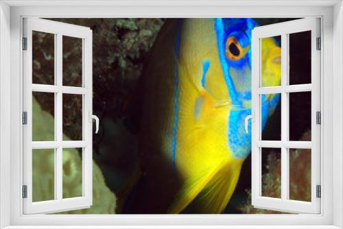 Fototapeta Naklejka Na Ścianę Okno 3D - Juvenille Queen Angelfish-Holacanthus ciliaris