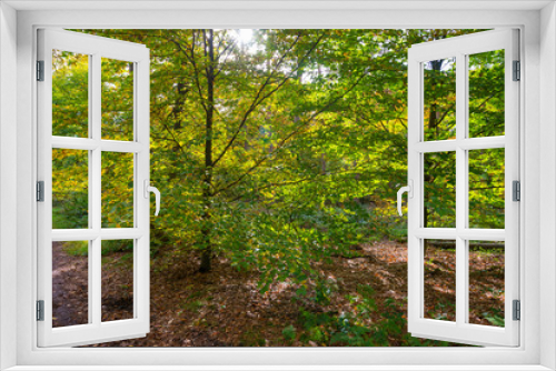 Fototapeta Naklejka Na Ścianę Okno 3D - Forest in autumn colors in sunlight