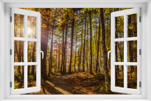 Fototapeta Naklejka Na Ścianę Okno 3D - Forest Trail in Fall
