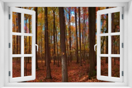 Fototapeta Naklejka Na Ścianę Okno 3D - Into the autumn woods