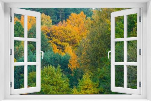Fototapeta Naklejka Na Ścianę Okno 3D - Beautiful landscape of autumnal forest near lake