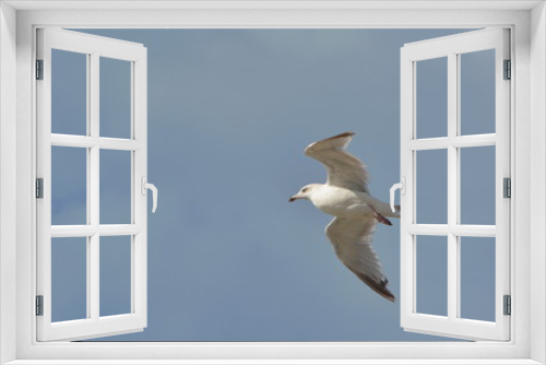 Fototapeta Naklejka Na Ścianę Okno 3D - Möwe segelt im Gegenwind
