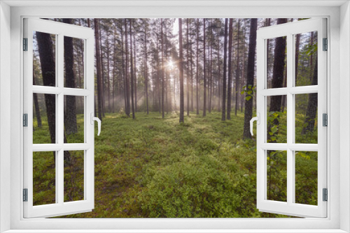 Fototapeta Naklejka Na Ścianę Okno 3D - Fog in the pine forest.