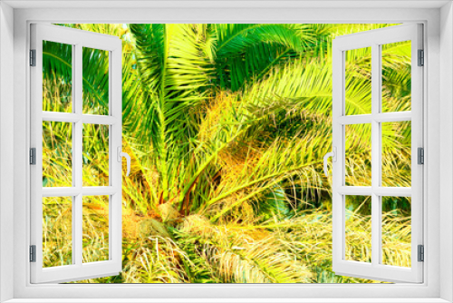 Fototapeta Naklejka Na Ścianę Okno 3D - Palm Tree Filled Frame In Warm Afternoon Light