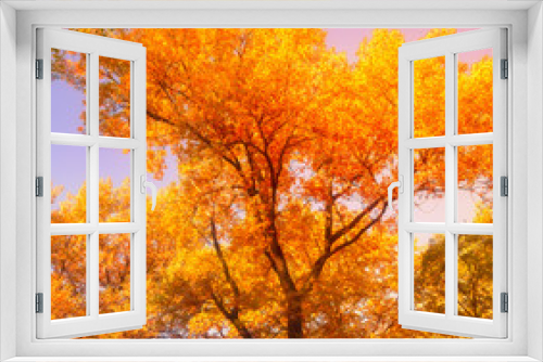 Fototapeta Naklejka Na Ścianę Okno 3D - Autumn Trees Leaves in vintage color