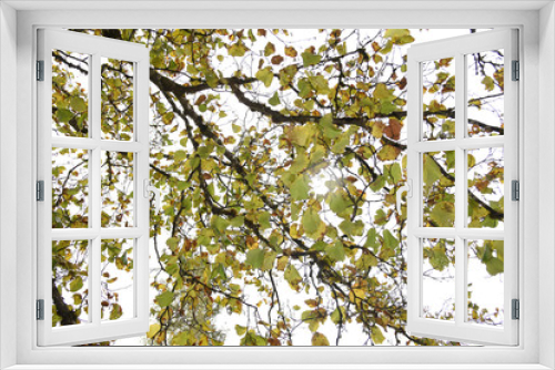 Fototapeta Naklejka Na Ścianę Okno 3D - albero alberi autunno foglie colorate natura autunnale