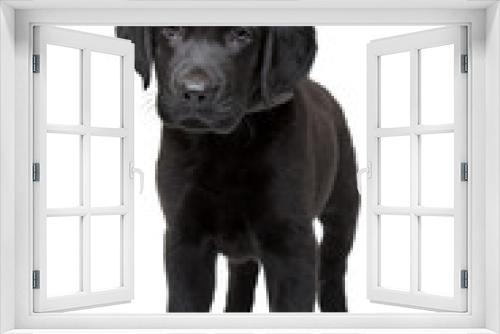 Fototapeta Naklejka Na Ścianę Okno 3D - black Labrador puppy