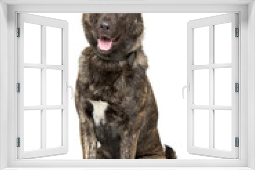 Fototapeta Naklejka Na Ścianę Okno 3D - Belgian Malinois dog