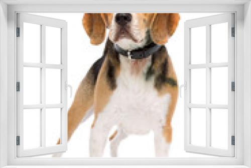 Fototapeta Naklejka Na Ścianę Okno 3D - beagle dog standing