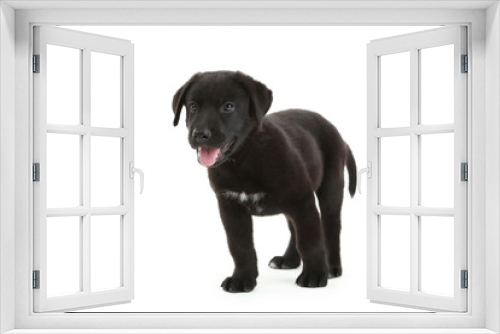Fototapeta Naklejka Na Ścianę Okno 3D - Beautiful black labrador puppy isolated on a white