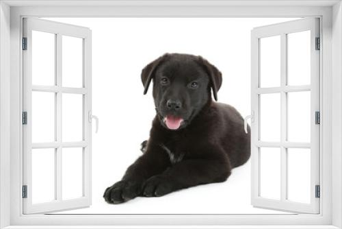 Fototapeta Naklejka Na Ścianę Okno 3D - Beautiful black labrador puppy isolated on a white