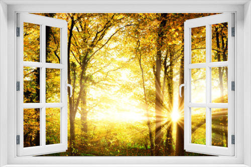 Fototapeta Naklejka Na Ścianę Okno 3D - Autumn forest with sun rays