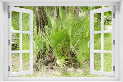 Fototapeta Naklejka Na Ścianę Okno 3D - Little Palm-trees in park