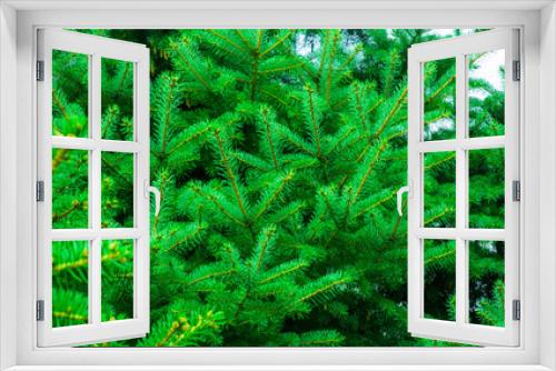 Fototapeta Naklejka Na Ścianę Okno 3D - beautiful fir branches
