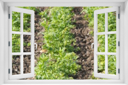 Fototapeta Naklejka Na Ścianę Okno 3D - Italian Parsley gardening