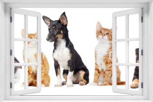 Fototapeta Naklejka Na Ścianę Okno 3D - kitten and puppy