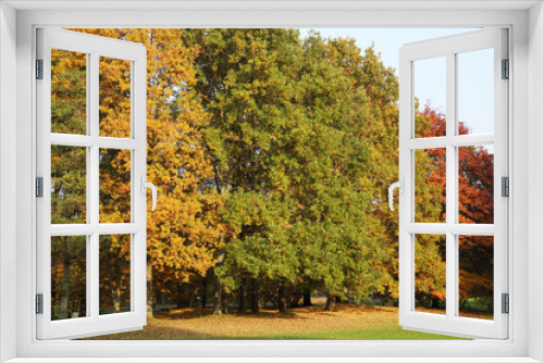 Fototapeta Naklejka Na Ścianę Okno 3D - Herbstbäume