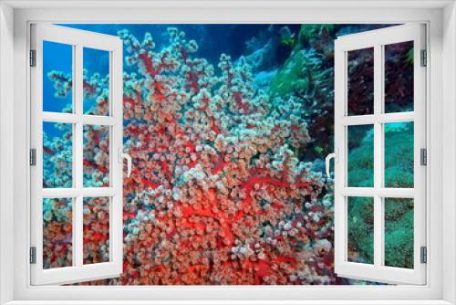 Fototapeta Naklejka Na Ścianę Okno 3D - Soft coral, Island Bali