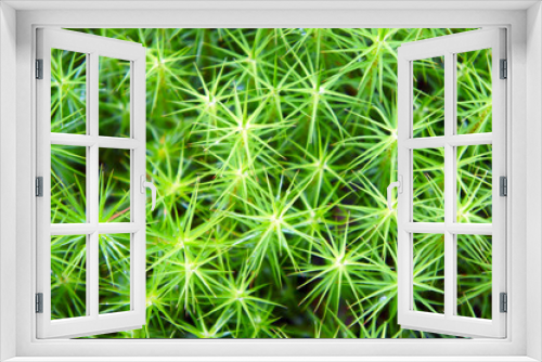 Fototapeta Naklejka Na Ścianę Okno 3D - The star-shaped green moss closeup