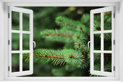 Fototapeta Naklejka Na Ścianę Okno 3D - Beautiful fir tree twigs, outdoors