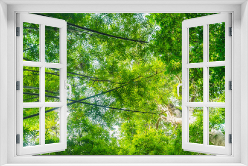 Fototapeta Naklejka Na Ścianę Okno 3D - bamboo forest