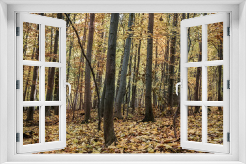 Fototapeta Naklejka Na Ścianę Okno 3D - Forest in autumn colors