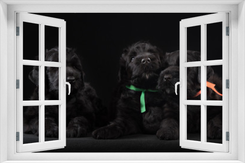 Fototapeta Naklejka Na Ścianę Okno 3D - three puppy big black terrier