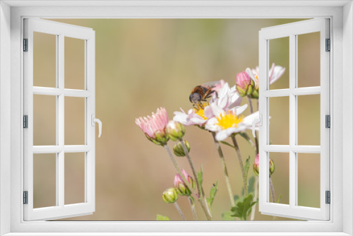 Fototapeta Naklejka Na Ścianę Okno 3D - working bee and  chrysanthemum flower