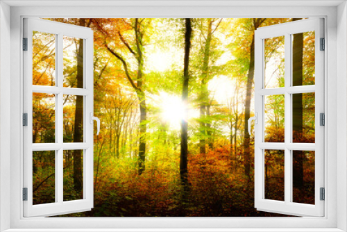 Fototapeta Naklejka Na Ścianę Okno 3D - Herbstlicher Wald mit goldener Sonne