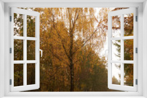 Fototapeta Naklejka Na Ścianę Okno 3D - large birch beside the forest road leading through the forest at fall