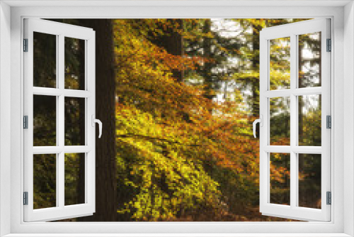 Fototapeta Naklejka Na Ścianę Okno 3D - Beautiful vibrant Autumn landscape forest countryside in morning
