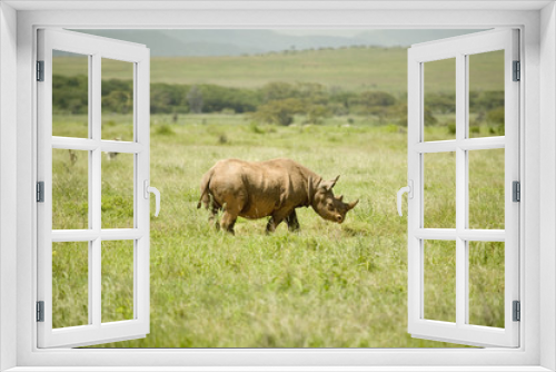 Fototapeta Naklejka Na Ścianę Okno 3D - Black Rhino in the green grass of North Kenya, Africa