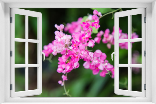 Fototapeta Naklejka Na Ścianę Okno 3D - Coral Vine flower